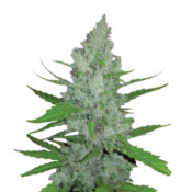 Wholesale Narcos Grieselda White Widow Feminized (3 seeds pack)