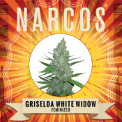 Narcos Grieselda White Widow Feminized (5 seeds pack) - Image 2