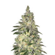 Narcos Kingping Kush Feminized (5 seeds pack)