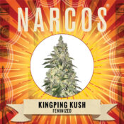 Narcos Kingping Kush Feminized (5 seeds pack) - Image 2