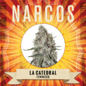 Narcos La Catedral Feminized (5 seeds pack) - Image 2