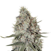 Wholesale Narcos La Catedral Feminized (5 seeds pack)