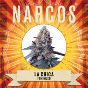 Narcos La Chica Feminized (3 seeds pack) - Image 2