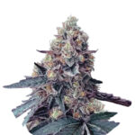Narcos La Chica Feminized (3 seeds pack) Wholesale Narcos La Chica Feminized (3 seeds pack)