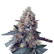 Wholesale Narcos La Chica Feminized (3 seeds pack)