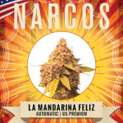 Narcos La Mandarina Feliz Autoflowering (5 seeds pack) - Image 2
