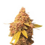 Narcos La Mandarina Feliz Autoflowering (5 seeds pack) Wholesale Narcos La Mandarina Feliz Automatic (5 seeds pack)