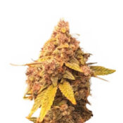 Wholesale Narcos La Mandarina Feliz Automatic (5 seeds pack)