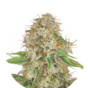 Narcos Medellín Munt Feminized (3 seeds pack)