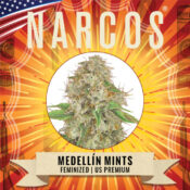 Narcos Medellín Munt Feminized (5 seeds pack) - Image 2