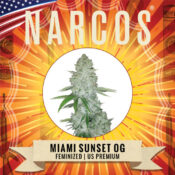 Wholesale Narcos Miami Sunset OG Feminized (3 seeds pack)