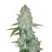 Wholesale Narcos Miami Sunset OG Feminized (3 seeds pack)
