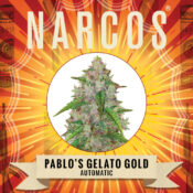 Narcos Pablo's Gelato Gold Autoflowering (3 seeds pack) - Image 2