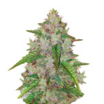 Wholesale Narcos Pablo's Gelato Gold Automatic (3 seeds pack)