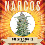Narcos Popeyes Cookies Feminized (3 seeds pack) - Image 2