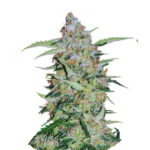 Wholesale Narcos Popeyes Cookies Feminized (5 seeds pack)