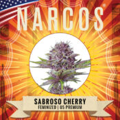Wholesale Narcos Sabroso Cherry Feminized (3 seeds pack)