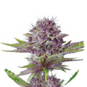 Wholesale Narcos Sabroso Cherry Feminized (3 seeds pack)
