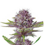 Wholesale Narcos Sabroso Cherry Feminized (5 seeds pack)