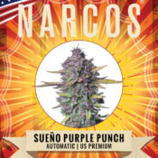 Narcos Sword of Boliávar Feminized (3 seeds pack) - Image 2