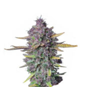 Wholesale Narcos Sueño Purple Punch Automatic (3 seeds pack)