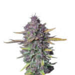 Narcos Sueño Purple Punch Autoflowering (5 seeds pack) Wholesale Narcos Sueño Purple Punch Automatic (5 seeds pack)