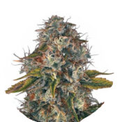 Wholesale Narcos Sword of Boliávar Feminized (5 seeds pack)
