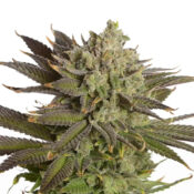 wholesale-amsterdam-genetics-ak-020-autoflower