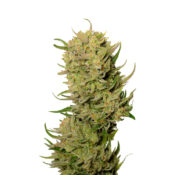 wholesale-amsterdam-genetics-ak-020-autoflower-pack-1