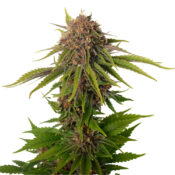 Amsterdam Genetics - AK Choco Kush (5 seeds pack) - Image 2