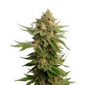 wholesale-amsterdam-genetics-ak-og-kush-pack