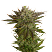Amsterdam Genetics - AK020 (5 seeds pack) - Image 2