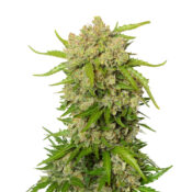 Amsterdam Genetics - Blue Amnesia Autoflower (5 seeds pack) - Image 2