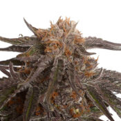 Amsterdam Genetics - Blue Magic (5 seeds pack) - Image 3