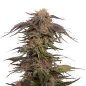 Amsterdam Genetics - Blue Magic (5 seeds pack) - Image 2