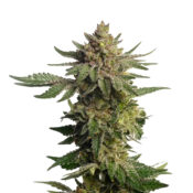 Amsterdam Genetics - Green Magic (5 seeds pack) - Image 2