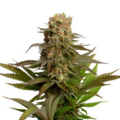 wholesale-amsterdam-genetics-kosher-choco-kush-pack