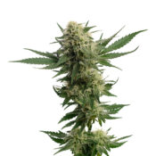 Amsterdam Genetics - Kosher Tangie Kush (5 seeds pack) - Image 2