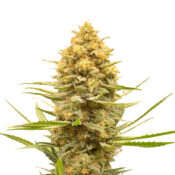 Amsterdam Genetics - Lemon Ice (5 seeds pack) - Image 2