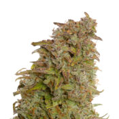 wholesale-amsterdam-genetics-milkshake-kush-autoflower-pack-1