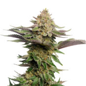 Amsterdam Genetics - Strawberry Glue (5 seeds pack) - Image 2