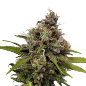 Amsterdam Genetics - White Choco (5 seeds pack) - Image 2