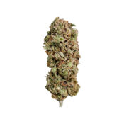 wholesale-royal-queen-seeds-amnesia-haze-feminisierte-cannabissamen-paket