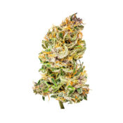 wholesale-royal-queen-seeds-bubblekush-auto-autoflowering-cannabis-seeds-pack