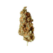 wholesale-royal-queen-seeds-critical-feminized-cannabis-seeds-pack