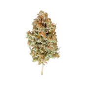 wholesale-royal-queen-seeds-easy-bud-autoflowering-cannabis-seeds-pack