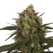wholesale-royal-queen-seeds-ice-feminized-cannabis-seeds-pack