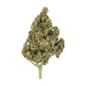 gros-royal-queen-seeds-lemon-shining-silver-haze-féminisées-de-cannabis-seeds-pack