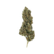 gros-royal-queen-seeds-pain-killer-xl-cbd-cannabis-seeds-pack