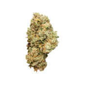 wholesale-royal-queen-seeds-royal-cheese-auto-autoflowering-cannabis-seeds-pack